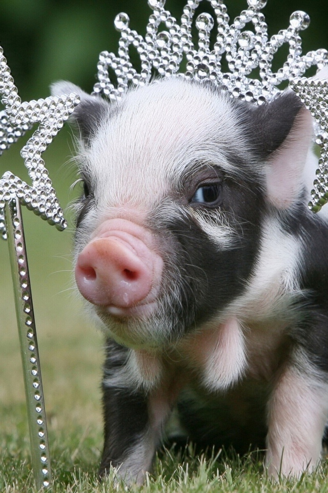 Маленький поросенок с украшениями