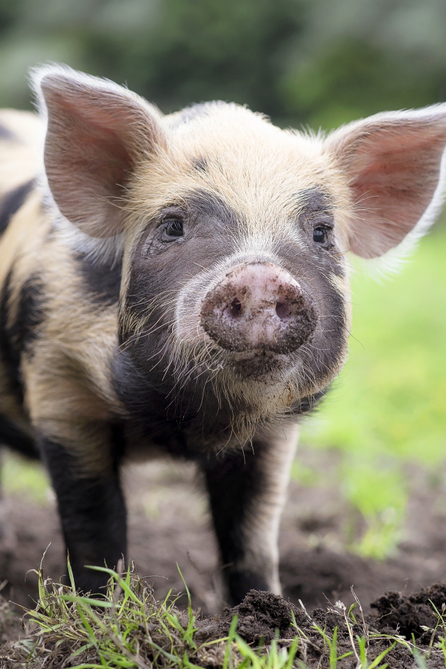 Забавный поросенок с грязным пятаком
