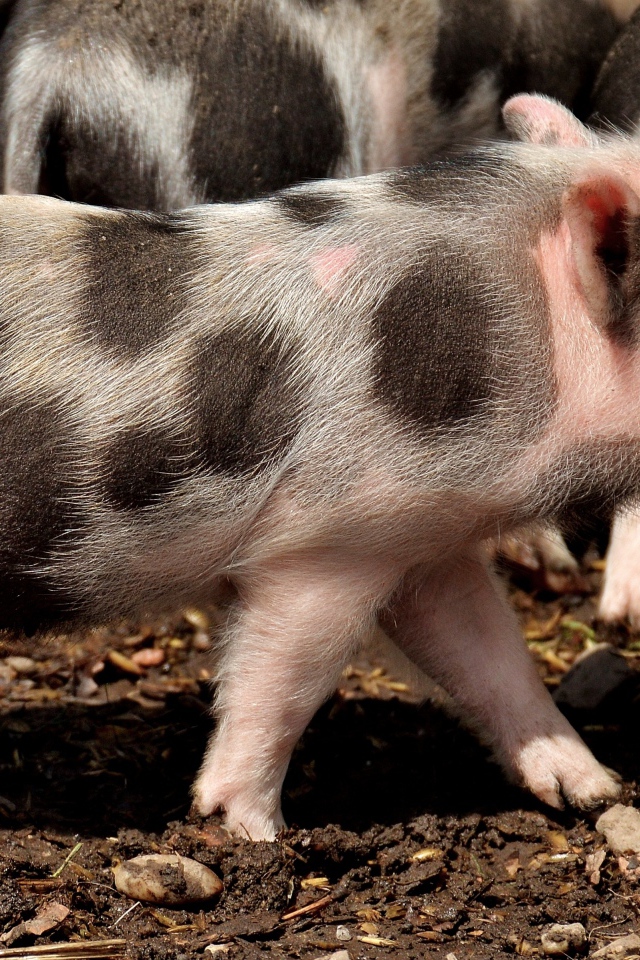 Забавные пятнистые поросята на земле