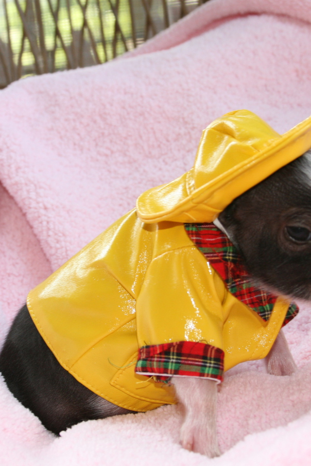 Маленький поросенок в желтом костюме, символ нового года 2019