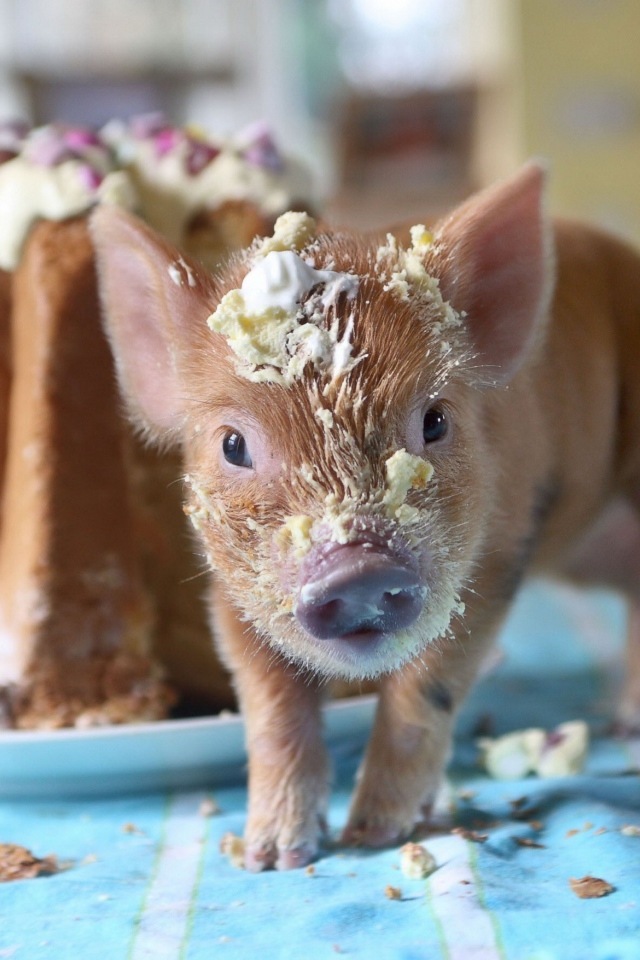 Маленький поросенок в креме из торта 