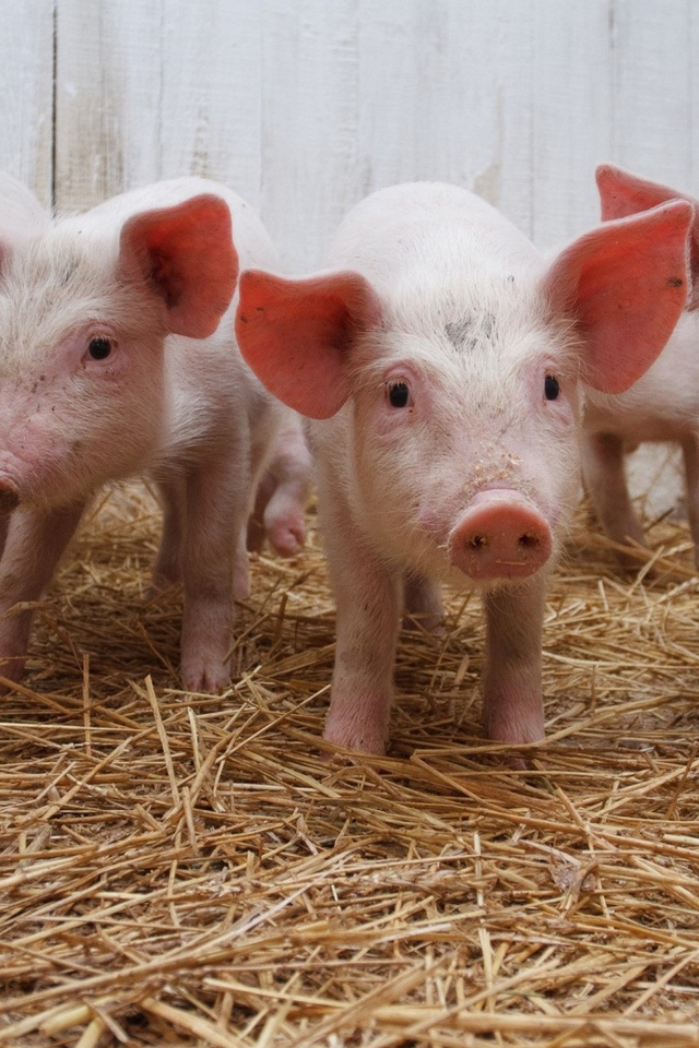 Маленькие розовые поросята в сарае