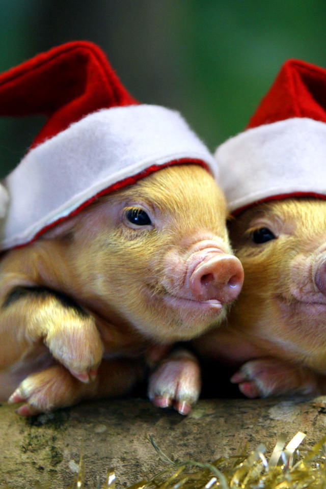 Two pigs in Christmas hats, the symbol of the new year 2019