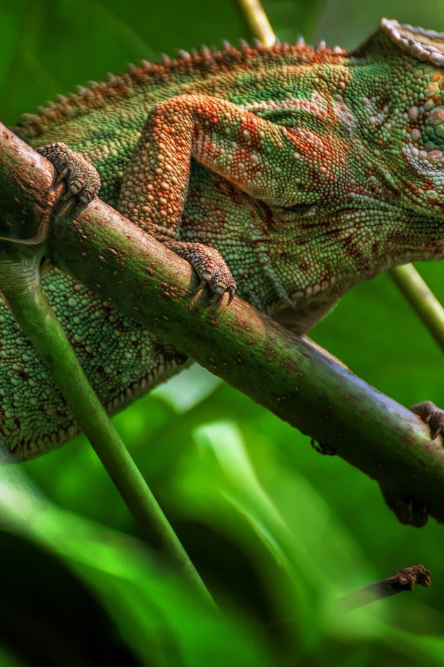 Большой зеленый хамелеон сидит на ветке