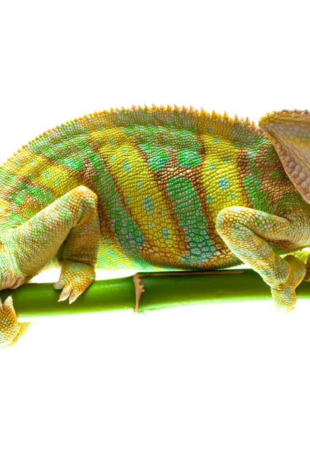 Красивый хамелеон на ветке на белом фоне