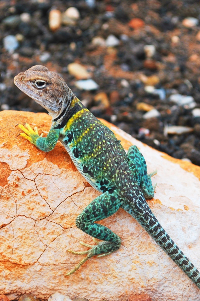 Красивая ошейниковая игуана на камне