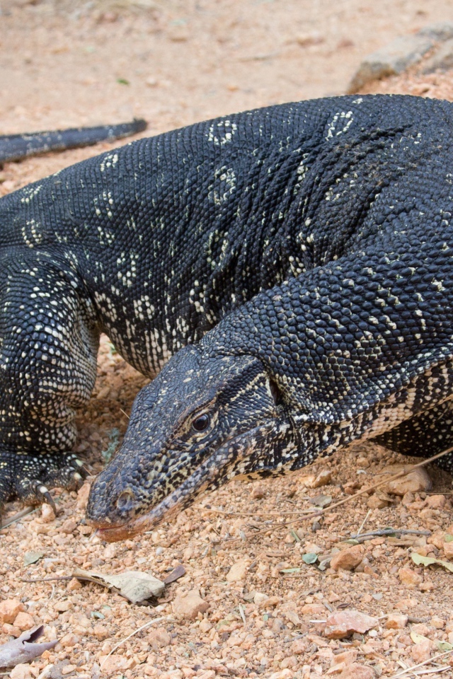 Большой дракон комодо  на песке