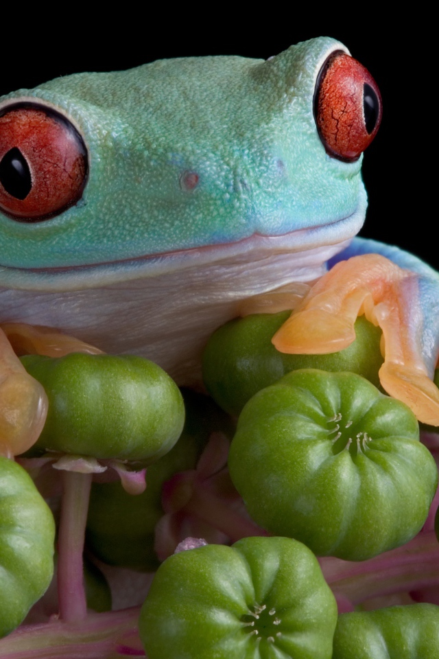 Большая зеленая лягушка с красными глазами