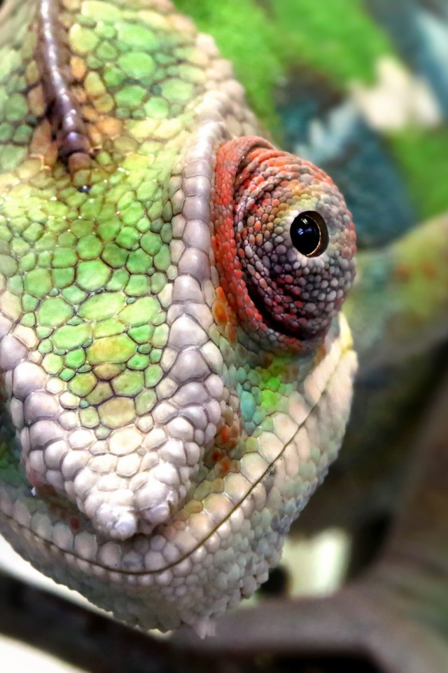 Голова хамелеона крупным планом