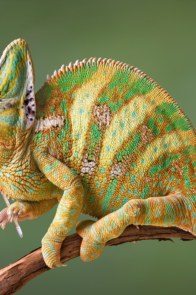 Хамелеон на ветке ловит бабочку сачком