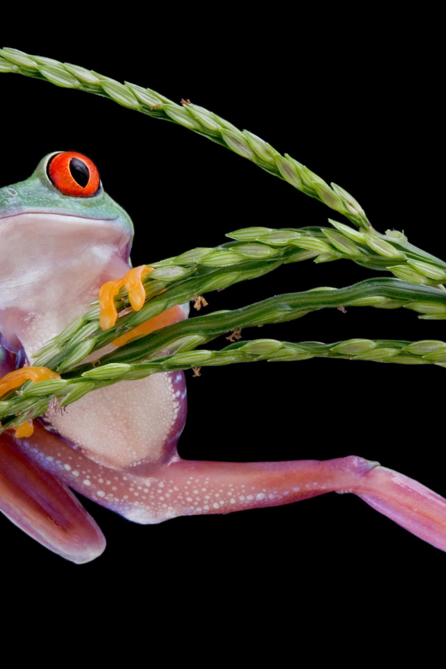 Лягушка висит на зеленом колоске на черном фоне