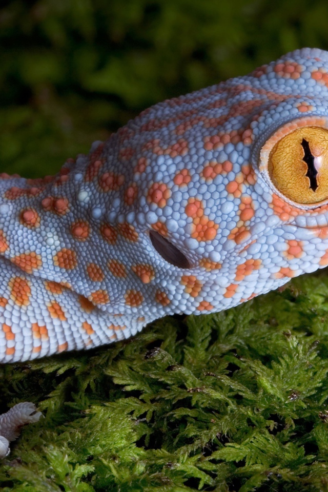 Геккон с большими желтыми глазами