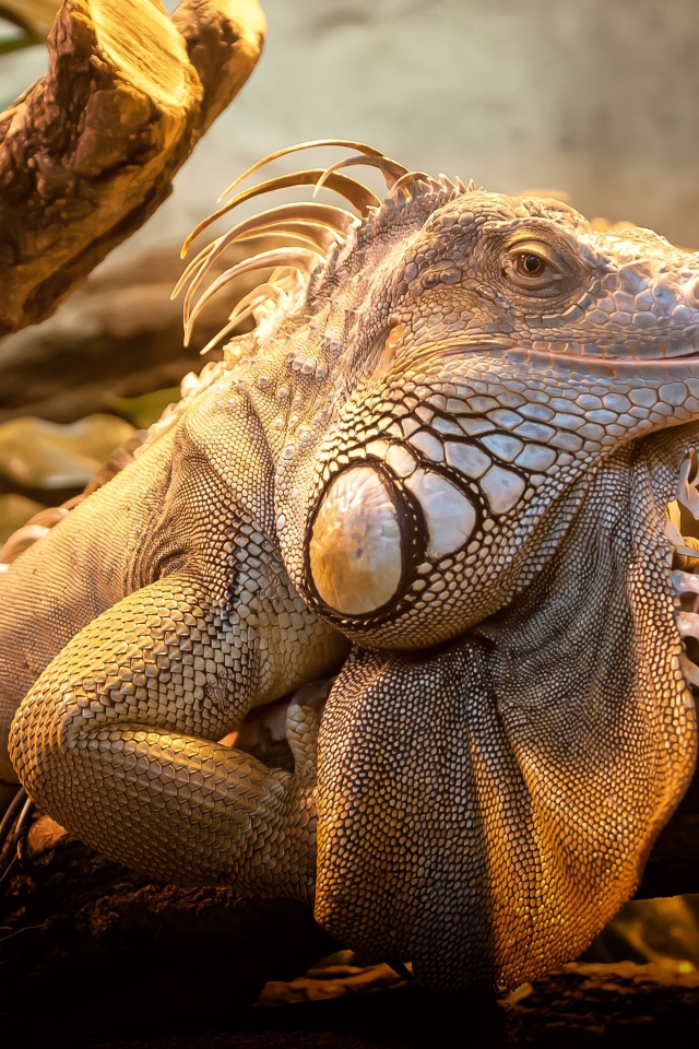 Гигантская игуана сидит на дереве