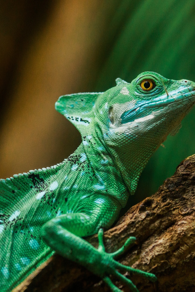 Зеленая игуана на стволе дерева
