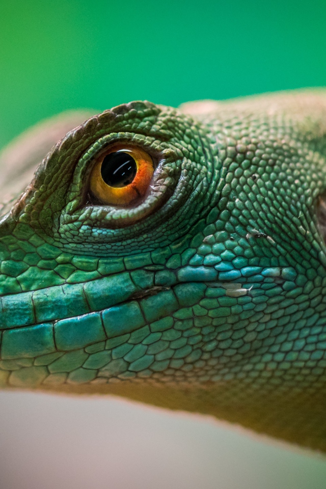 Голова зеленой ящерицы крупным планом