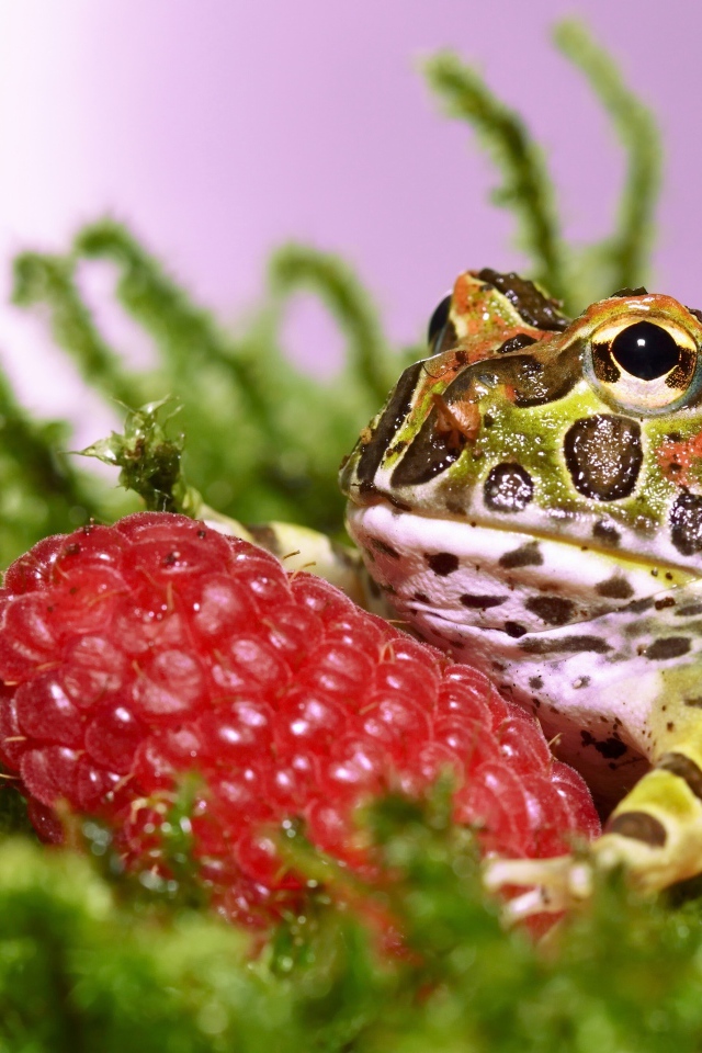 Рогатая жаба с большой спелой ягодой малины