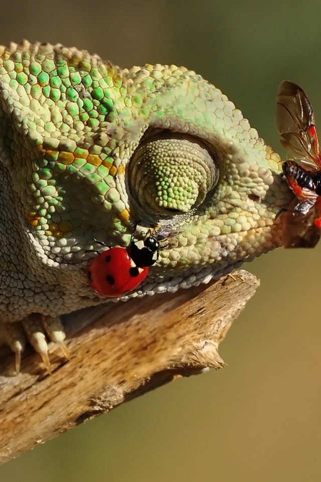 Божьи коровки сидят на зеленом хамелеоне 