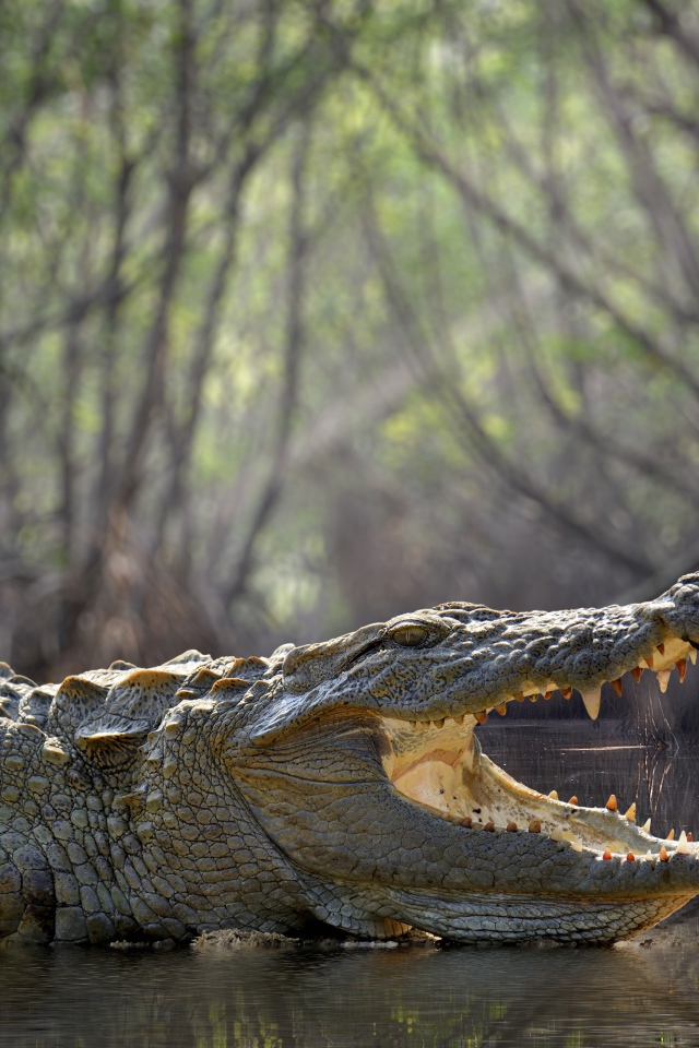 Большой крокодил с открытой пастью в воде 