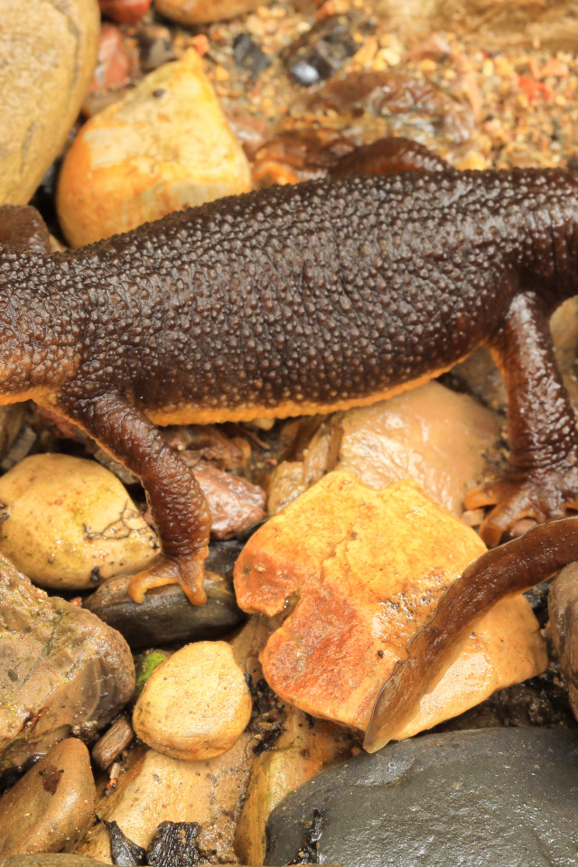 Маленькая коричневая ящерица на камнях 