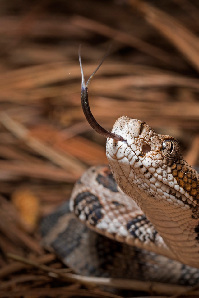 Змея с высунутым языком 
