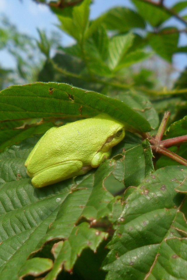 Зеленая жаба сидит на большом листе