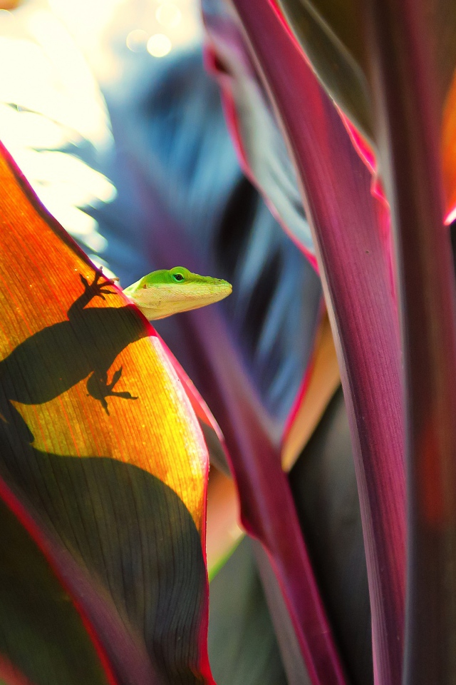 Маленькая зеленая ящерица сидит на большом листе