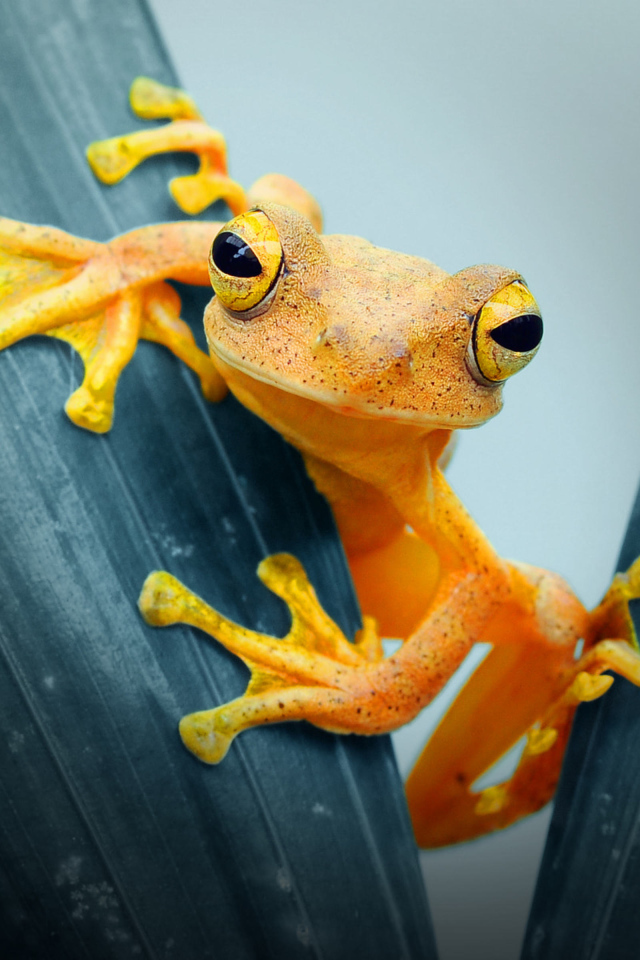 Оранжевая лягушка сидит на листе