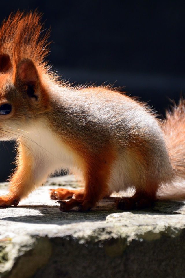 Маленькая белочка в лучах солнца