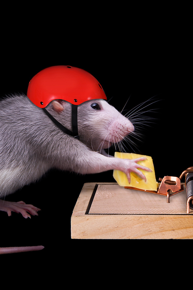 Крыса в шлеме ворует сыр из мышеловки