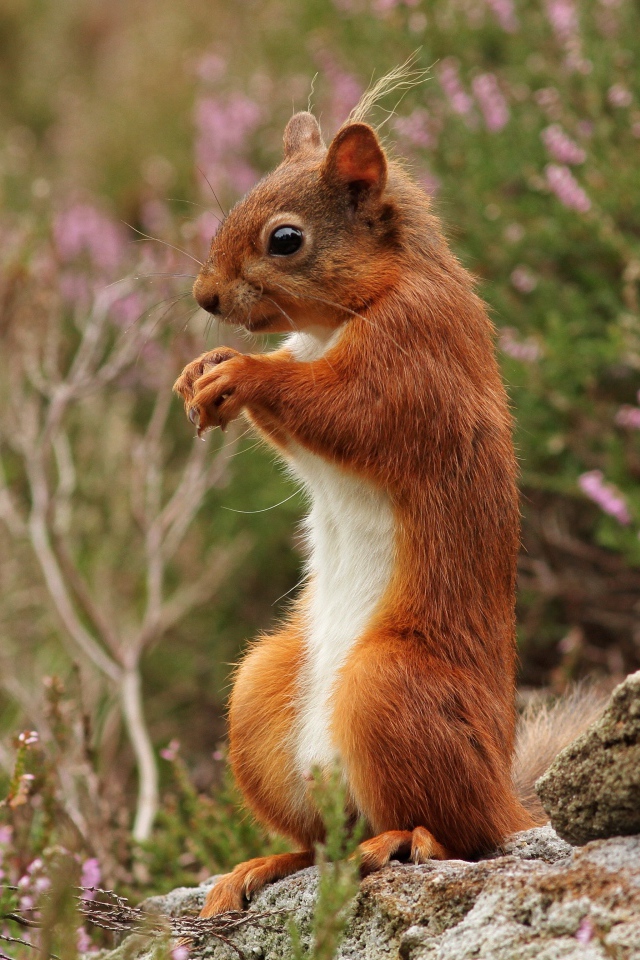 Маленькая рыжая белка стоит на камне