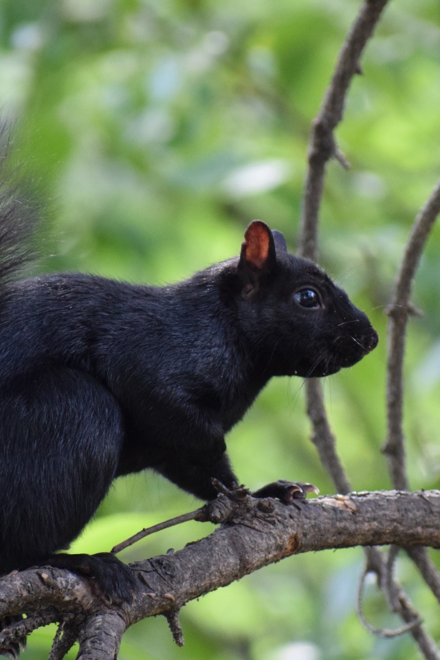 Черная белка сидит на ветке дерева