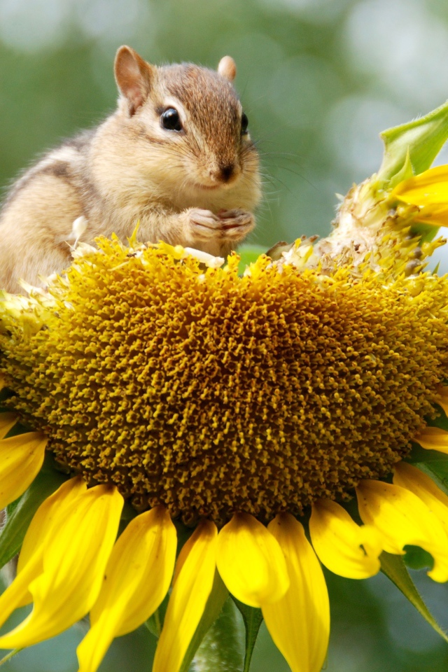Бурундук грызет желтый подсолнух