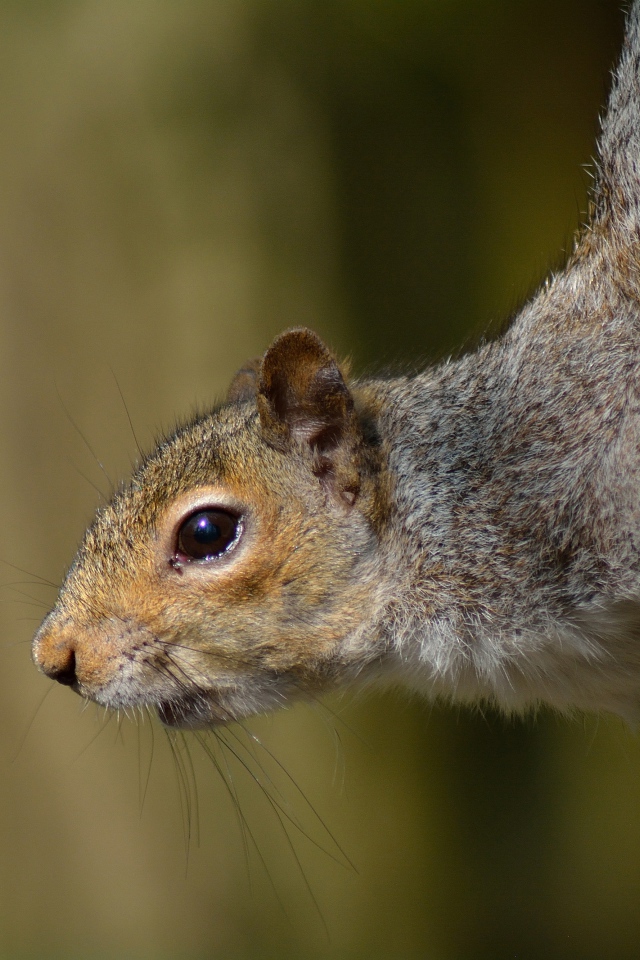 Любопытная белка на дереве