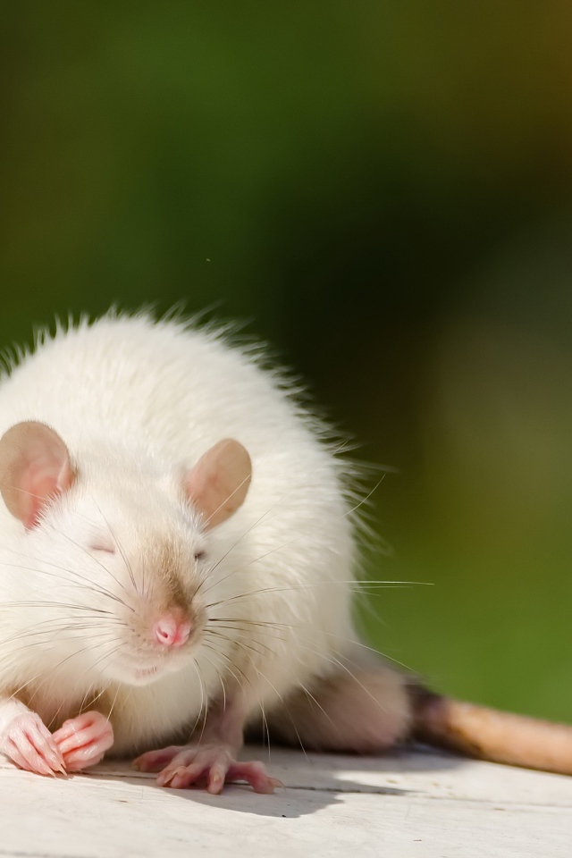 Декоративная белая крыса греется на солнце