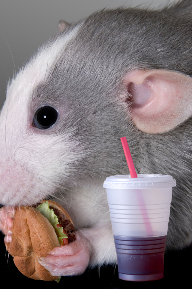Серая декоративная крыса с сэндвичем и соком
