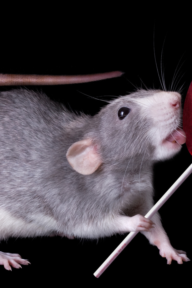 Серая крыса с леденцом на черном фоне