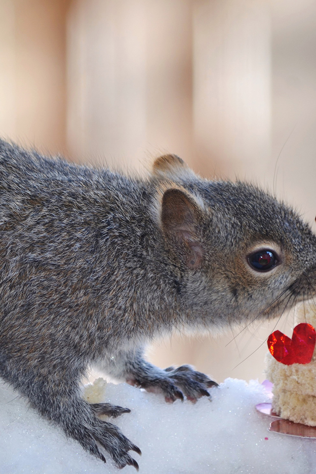 Серой белке подарили торт из хлеба