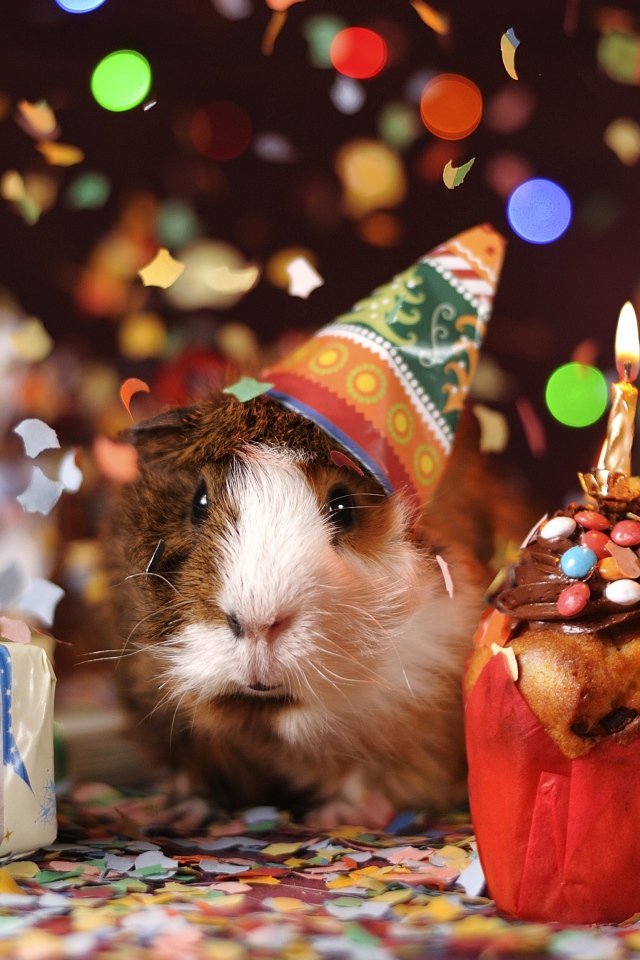 Морская свинка с подарком и праздничным кексом
