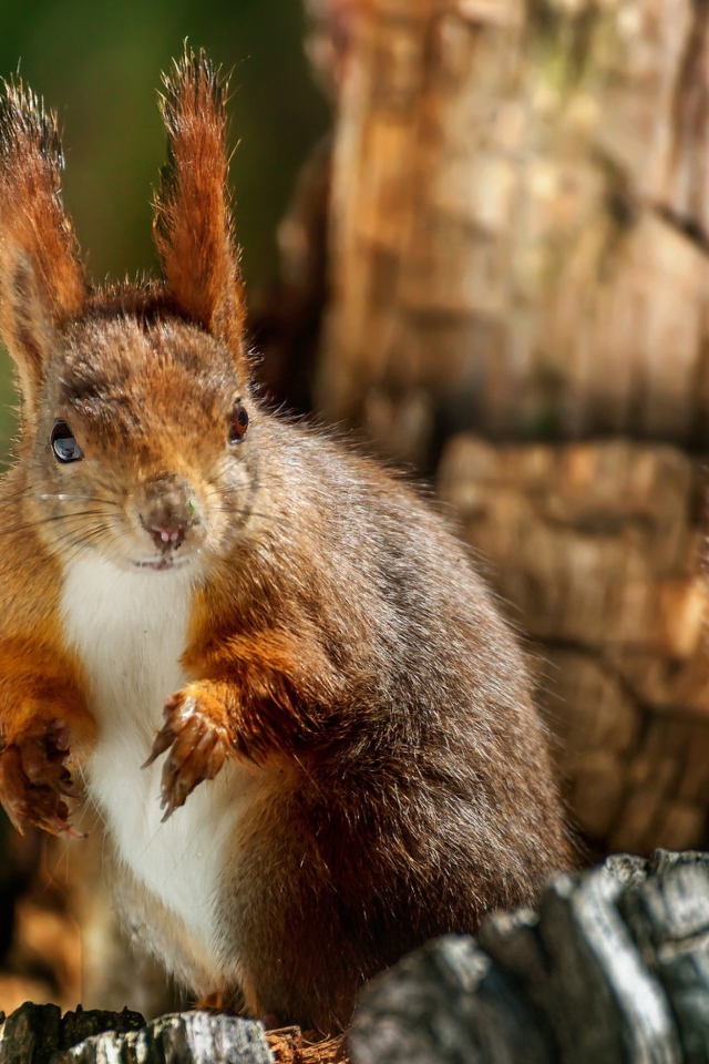 Рыжая белка на сухом дереве крупным планом 