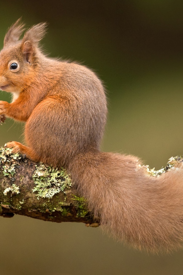 Рыжая белка на ветке дерева 