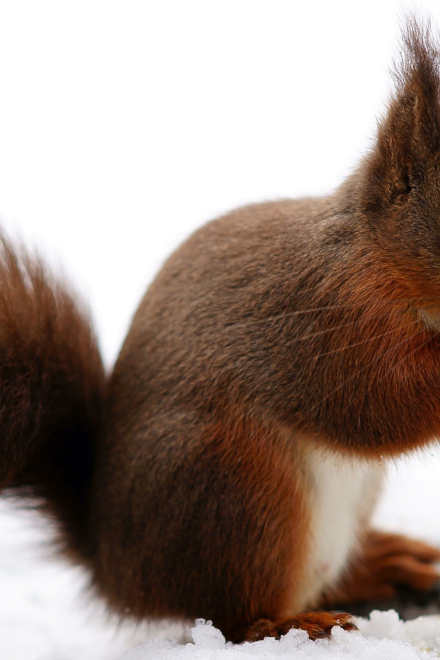 Рыжая белка сидит на снегу