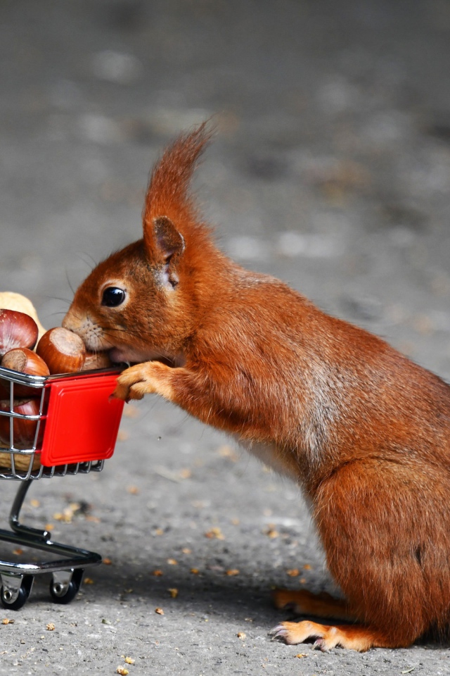 Рыжая белка с тележкой с лесными орехами