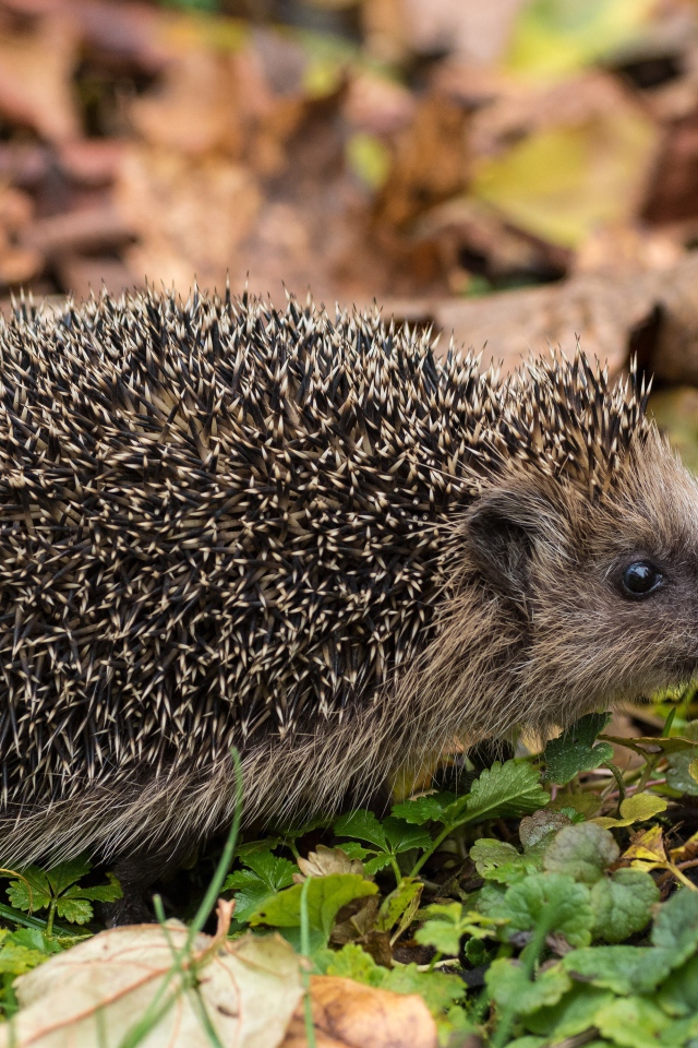 Колючий еж на земле с сухими листьями осенью 