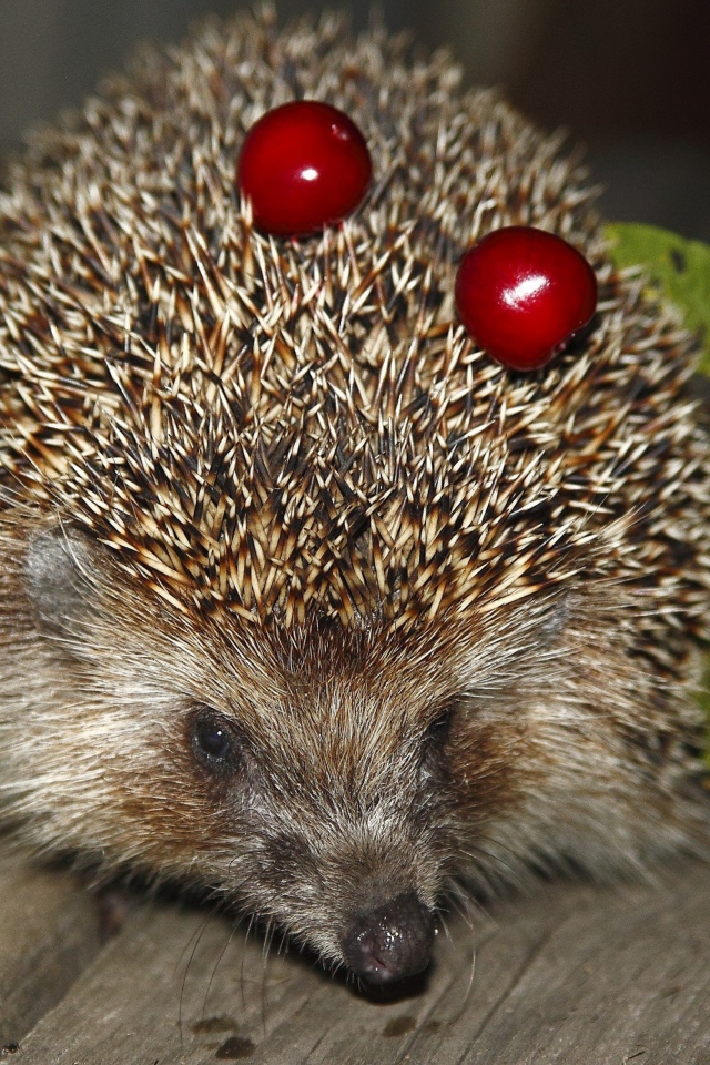 Колючий ежик с черешнями на иголках