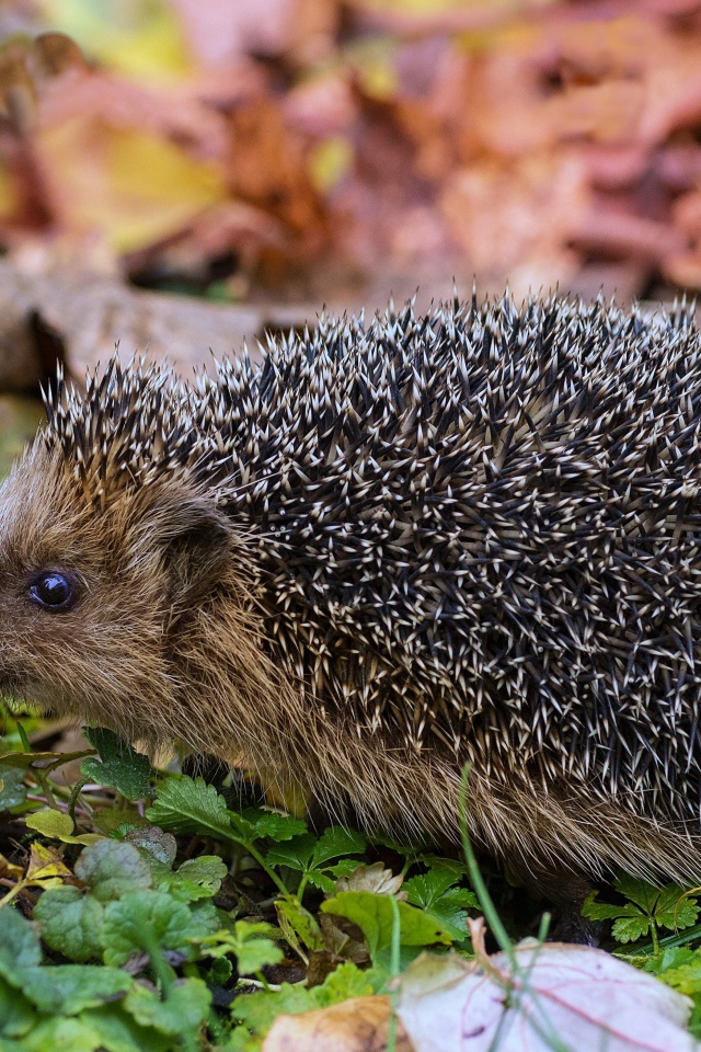 Колючий еж с красным яблоком в зеленой траве