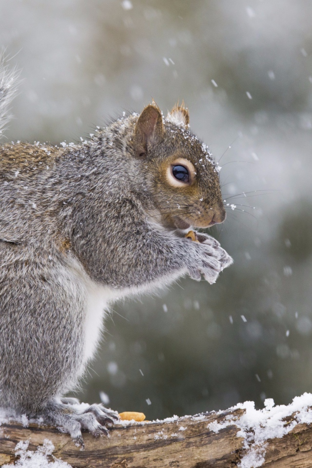 Белка сидит на заснеженной ветке 