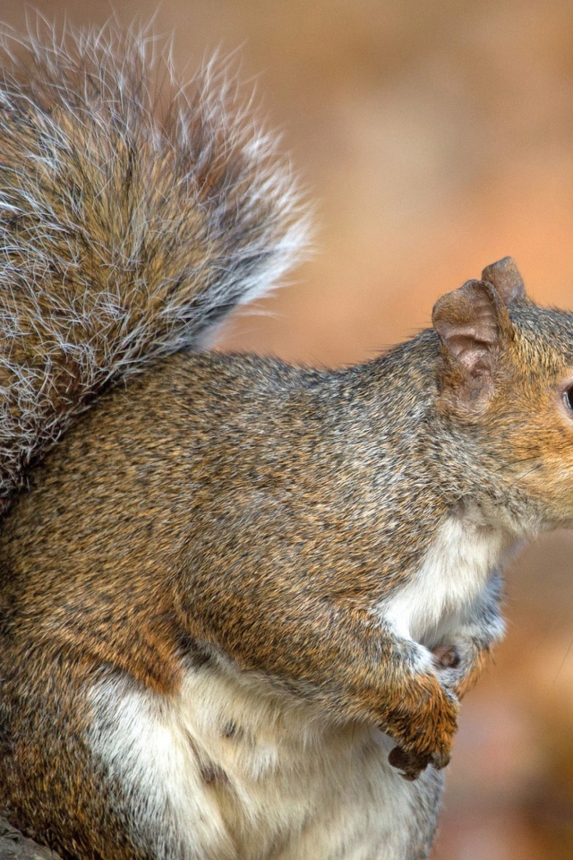 Белка с пушистым хвостом на дереве