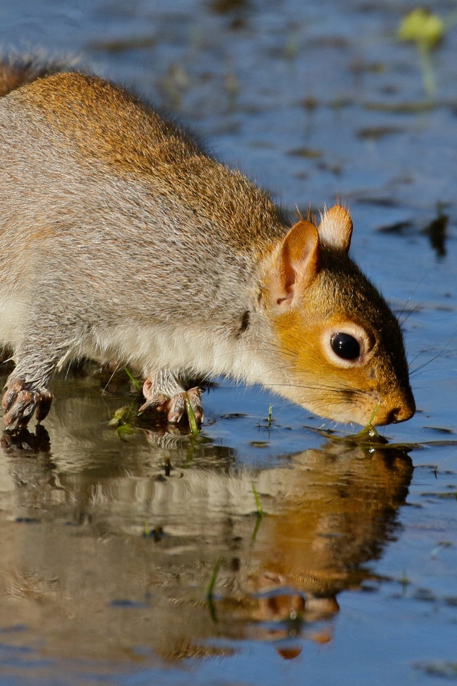 Белка отражается в воде