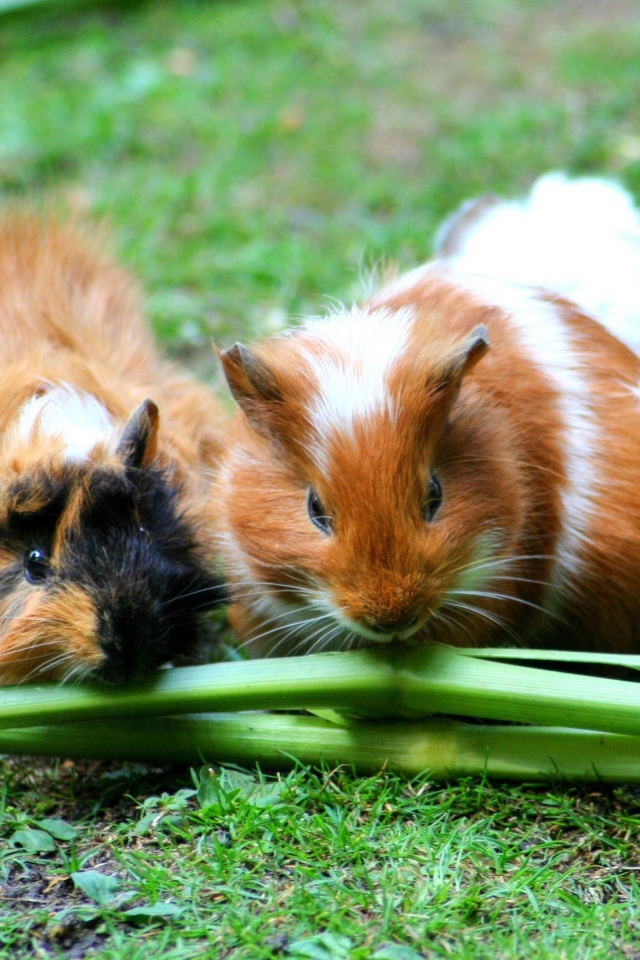 Три морские свинки грызут зеленую траву