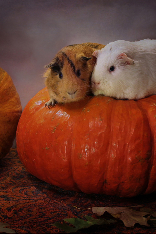 Two guinea pigs sitting on a pumpkin